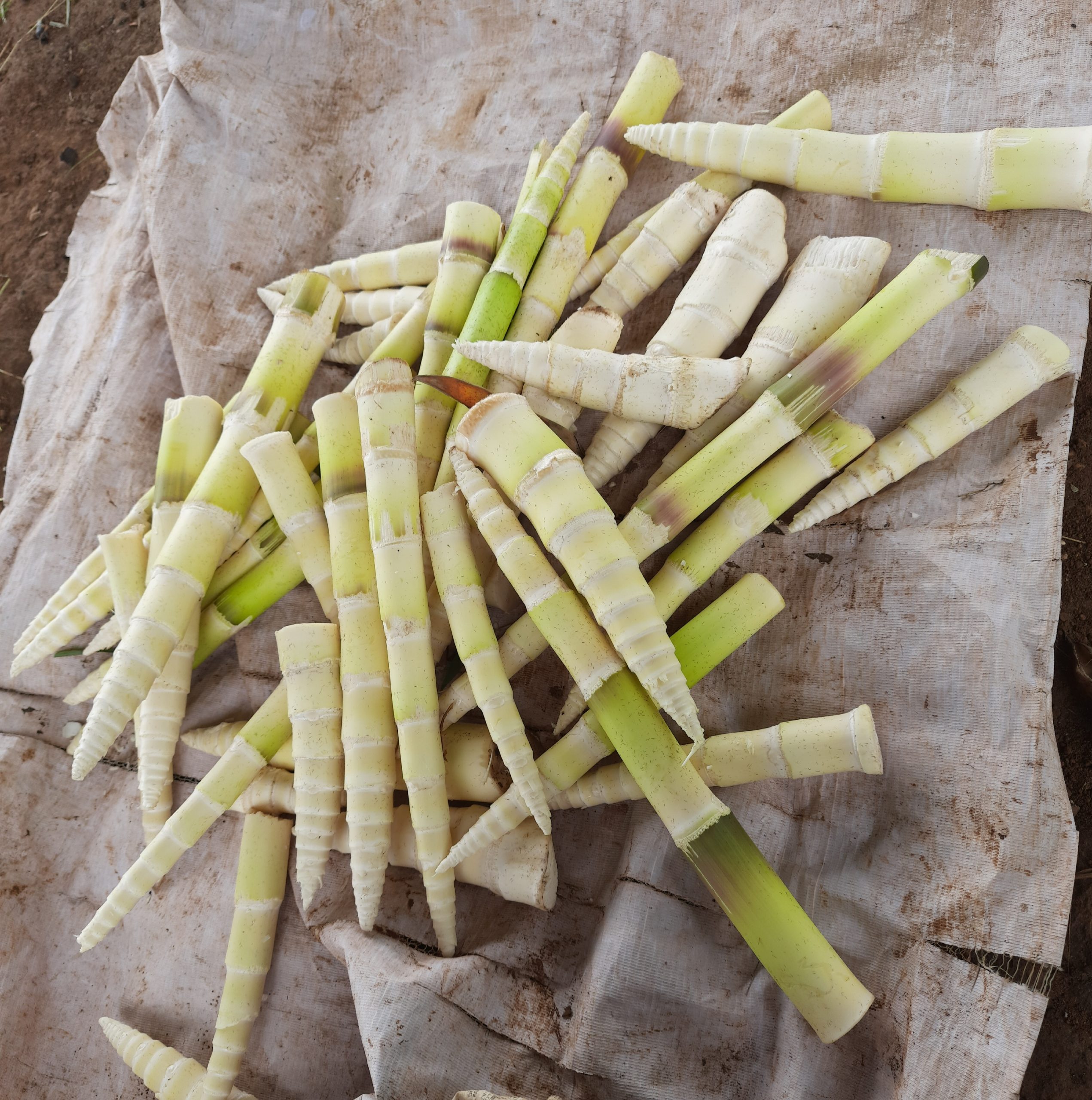 Edible bamoo shoots